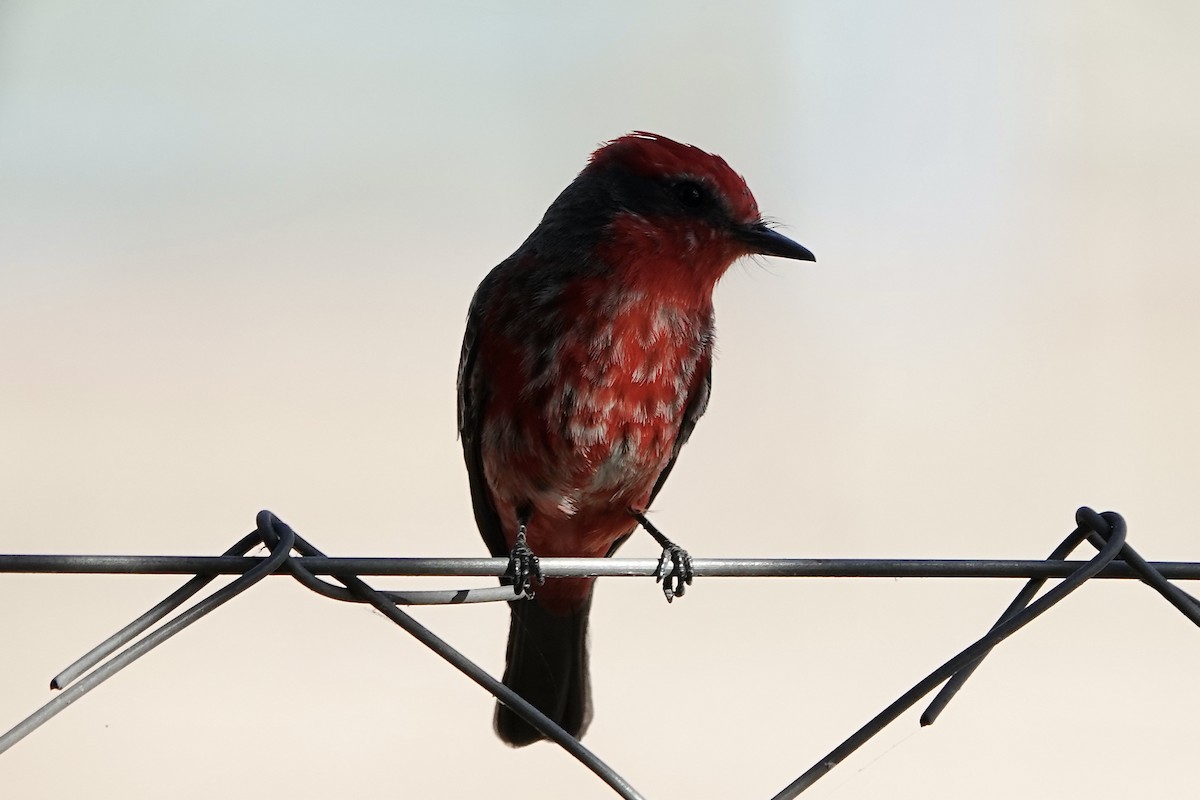 Vermilion Flycatcher (Austral) - ML621536309