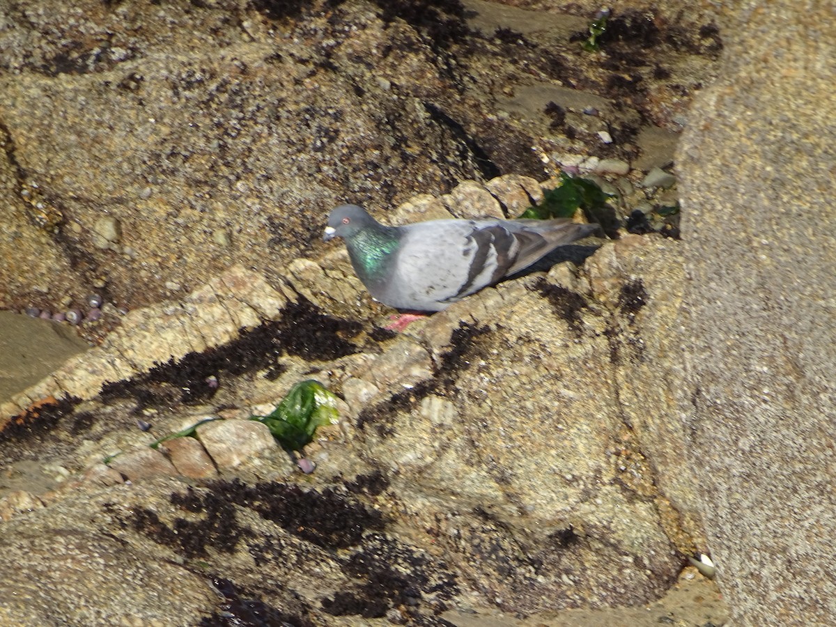 Rock Pigeon (Feral Pigeon) - ML621536316