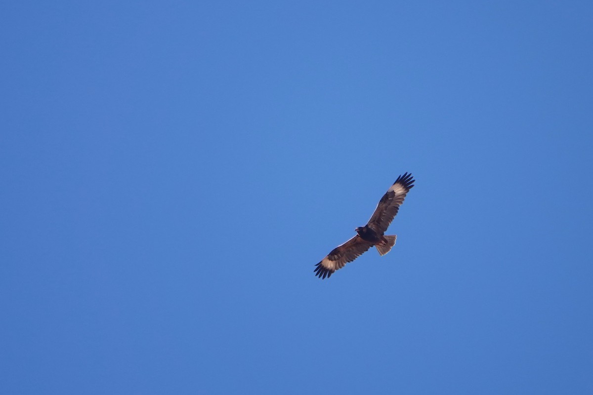 Black-breasted Kite - ML621536359