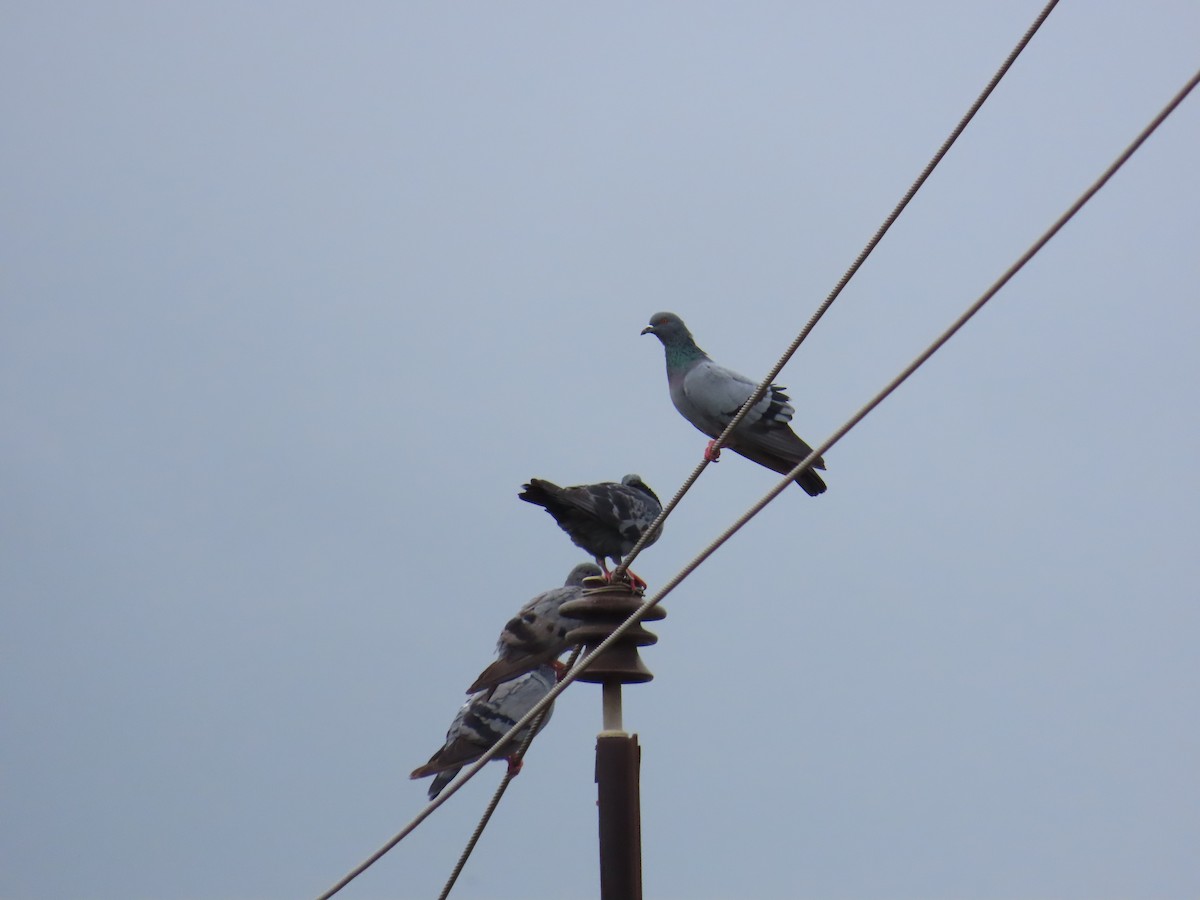Rock Pigeon (Feral Pigeon) - ML621536364