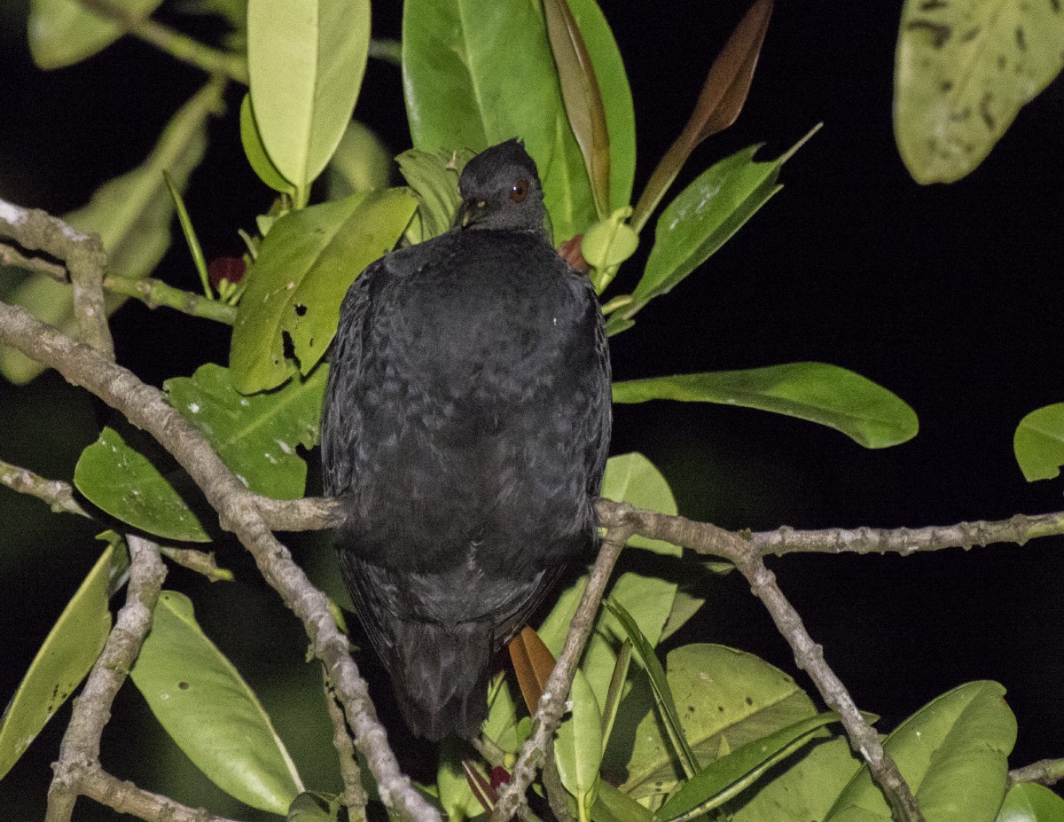 Dusky Megapode - ML621536369