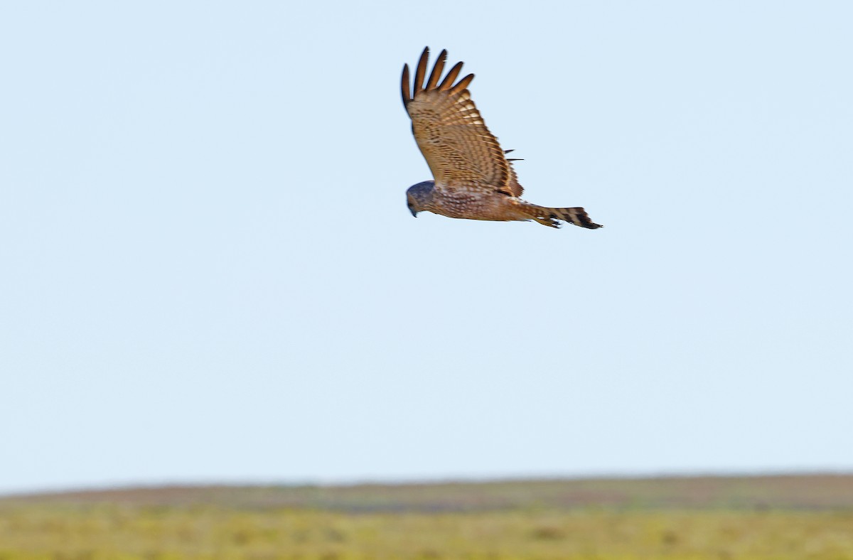 Spotted Harrier - ML621536414
