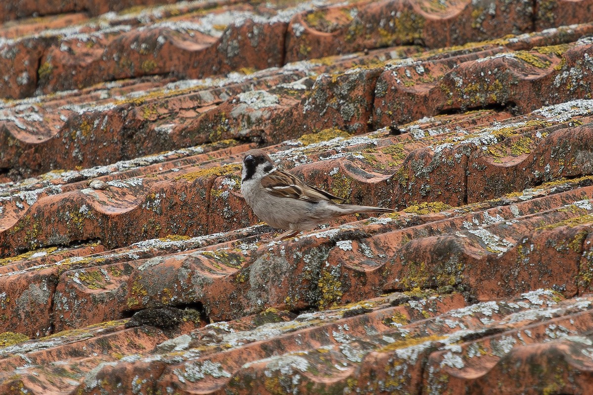 Eurasian Tree Sparrow - ML621536420