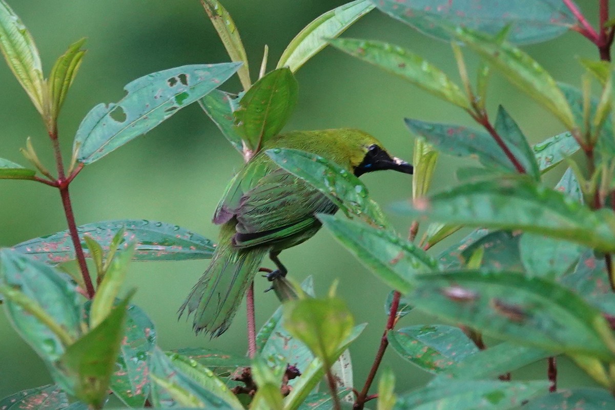 Greater/Lesser Green Leafbird - ML621536456