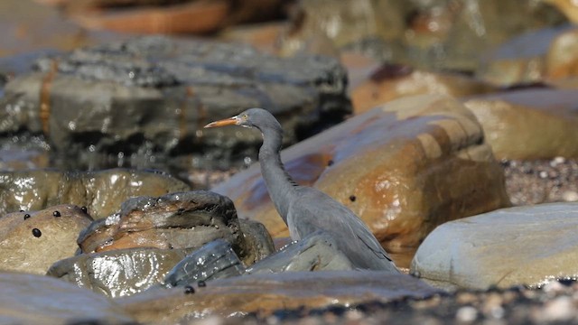 Pacific Reef-Heron - ML621536476