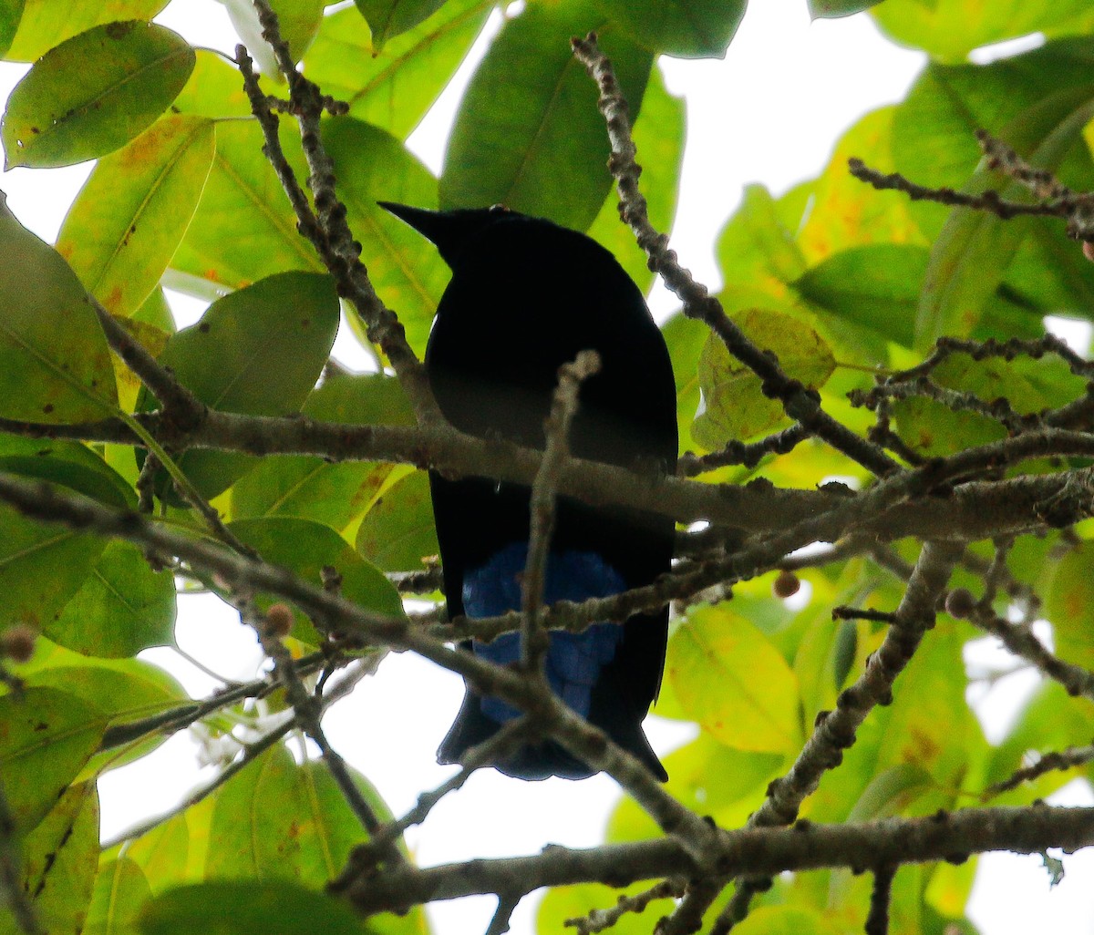 Asian Fairy-bluebird - ML621536485
