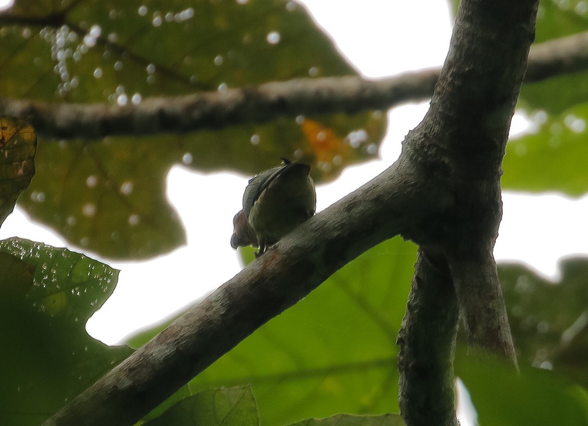 Blue-rumped Parrot - ML621536495