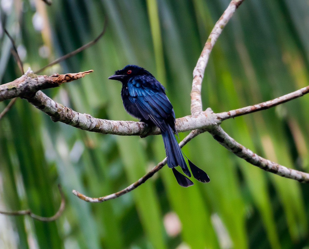 Greater Racket-tailed Drongo - ML621536507