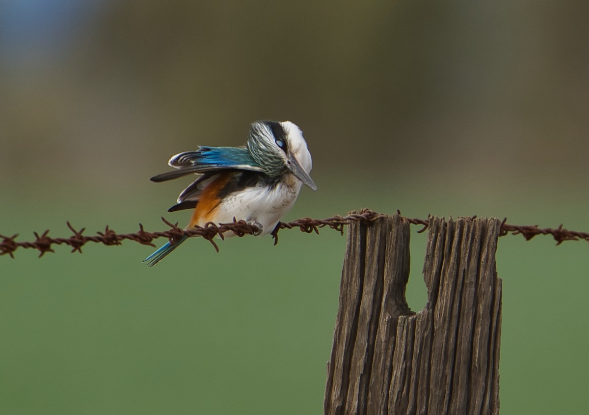 Red-backed Kingfisher - ML621536513