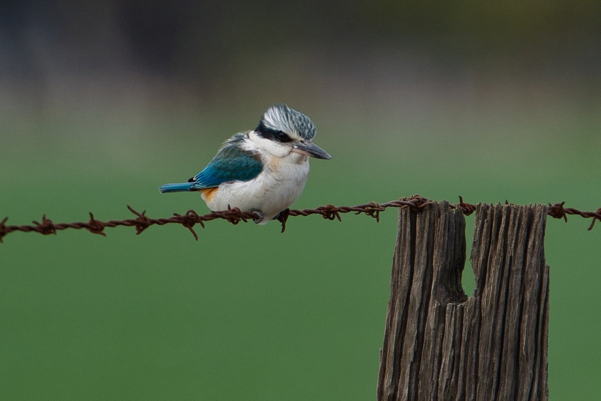 Red-backed Kingfisher - ML621536514