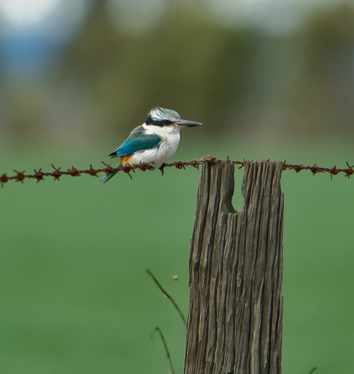 Red-backed Kingfisher - ML621536515