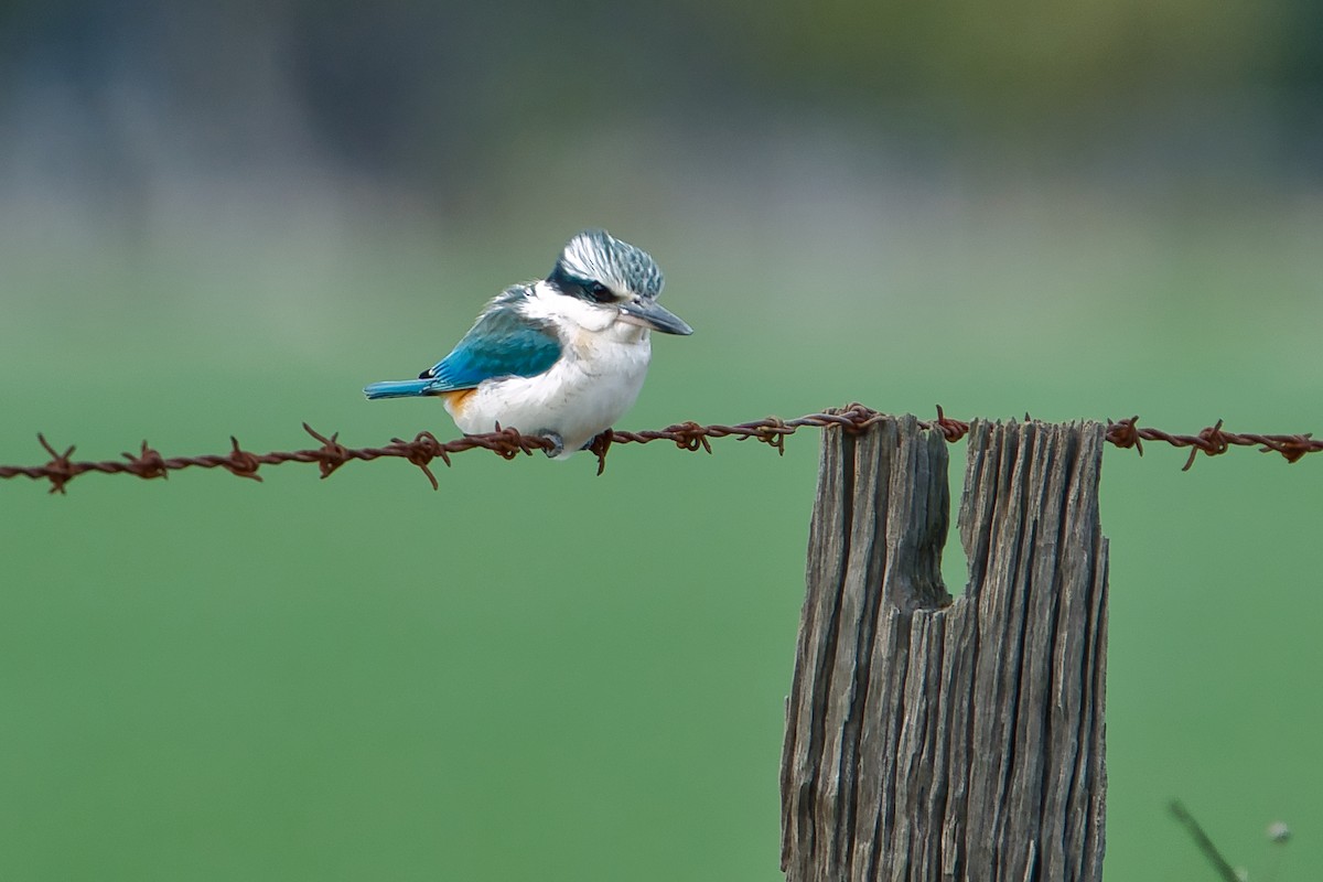 Red-backed Kingfisher - ML621536516