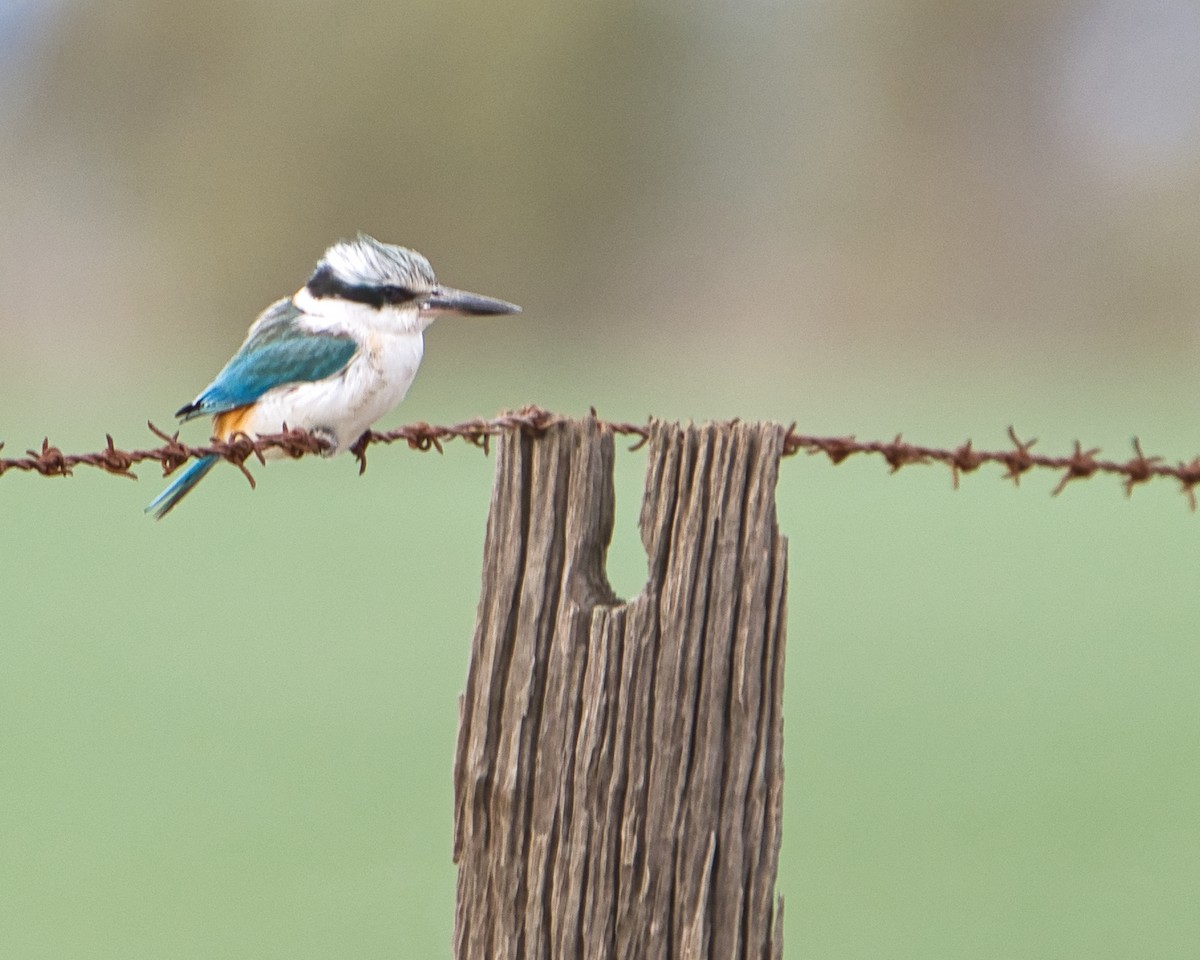 Red-backed Kingfisher - ML621536517