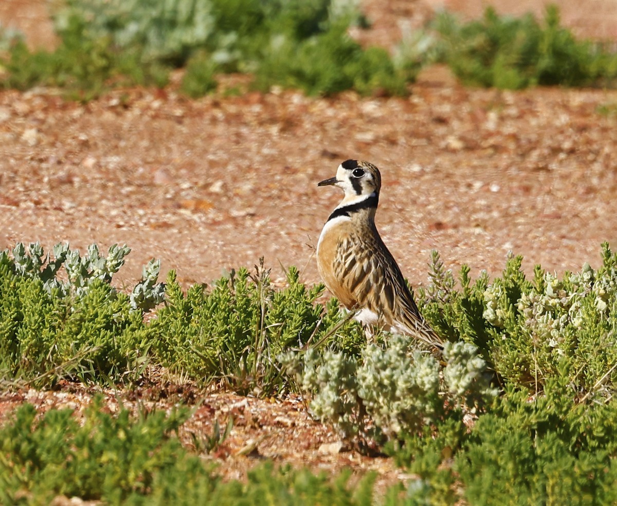 Inland Dotterel - Julie Sarna