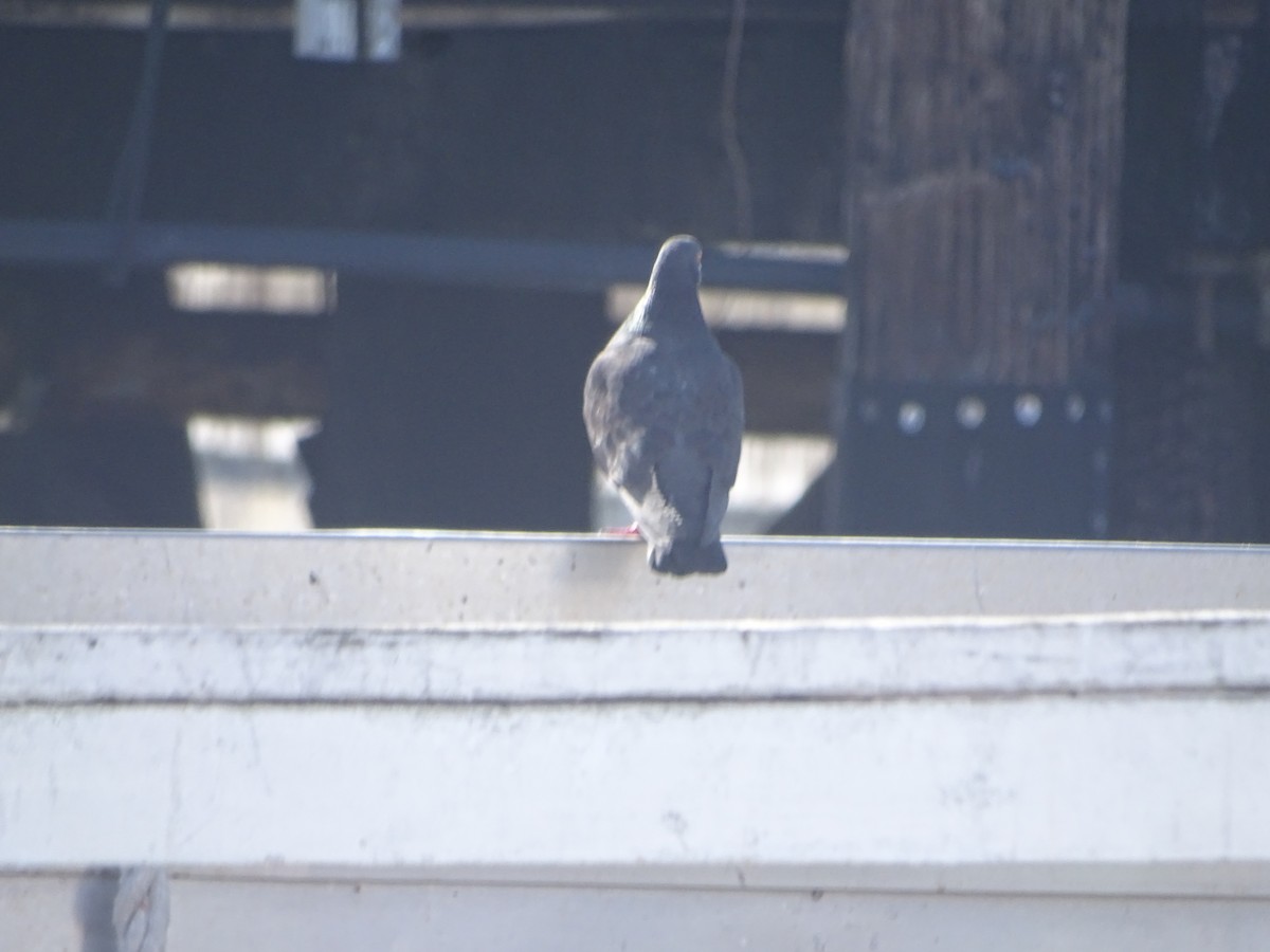 Rock Pigeon (Feral Pigeon) - ML621536556