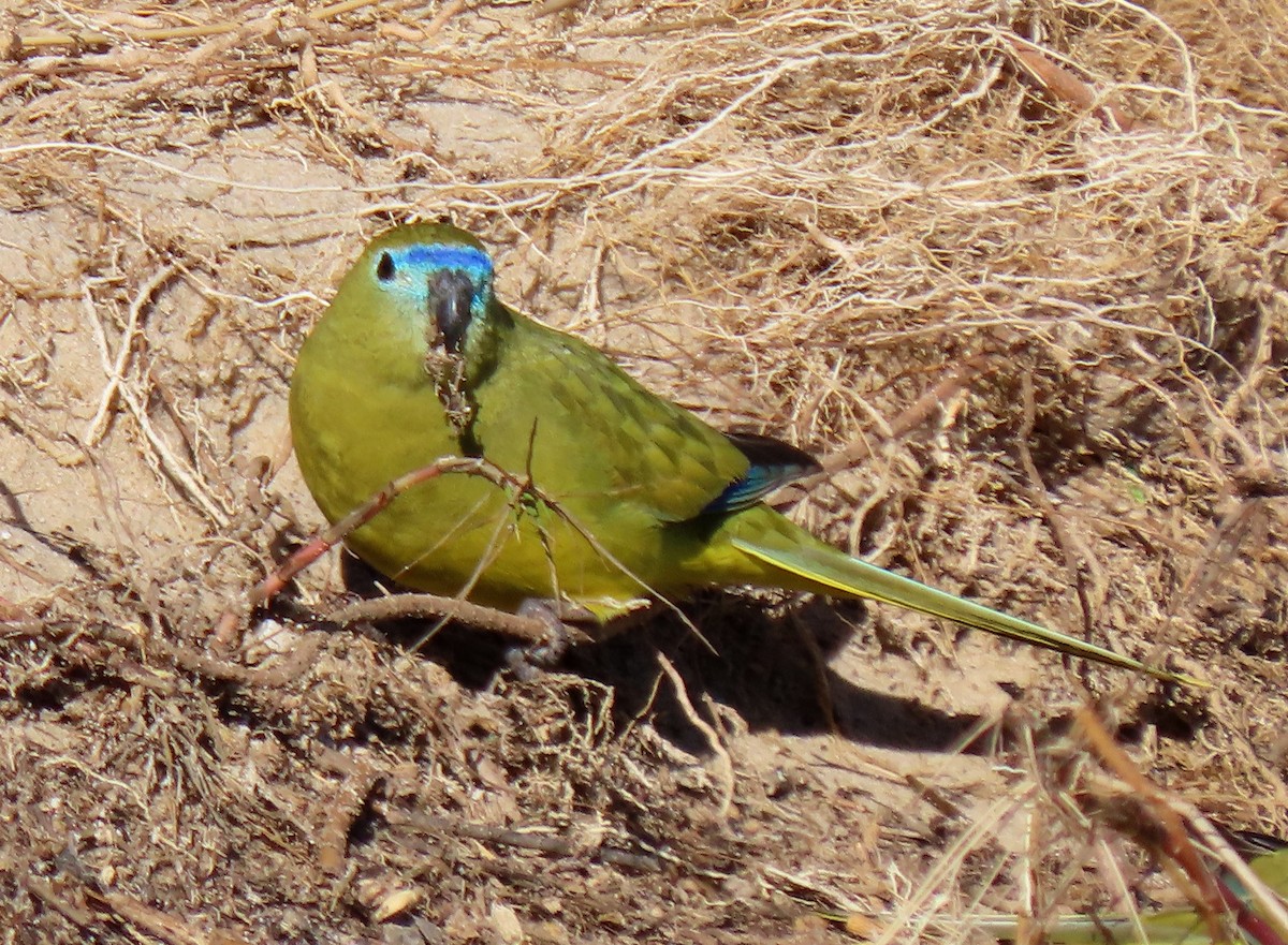Rock Parrot - ML621536579