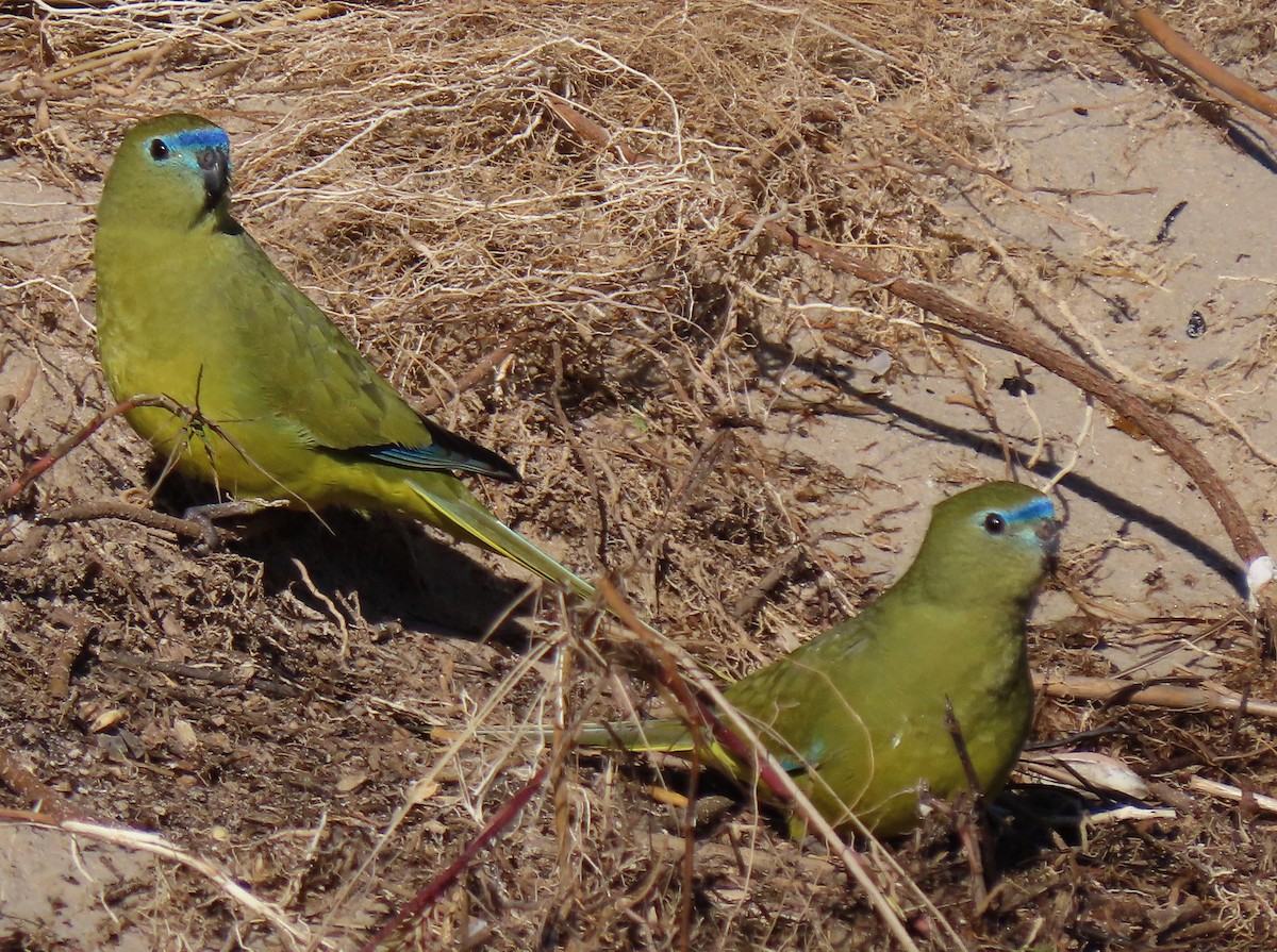 Rock Parrot - ML621536580