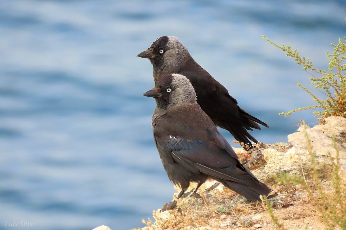 Eurasian Jackdaw - ML621536607