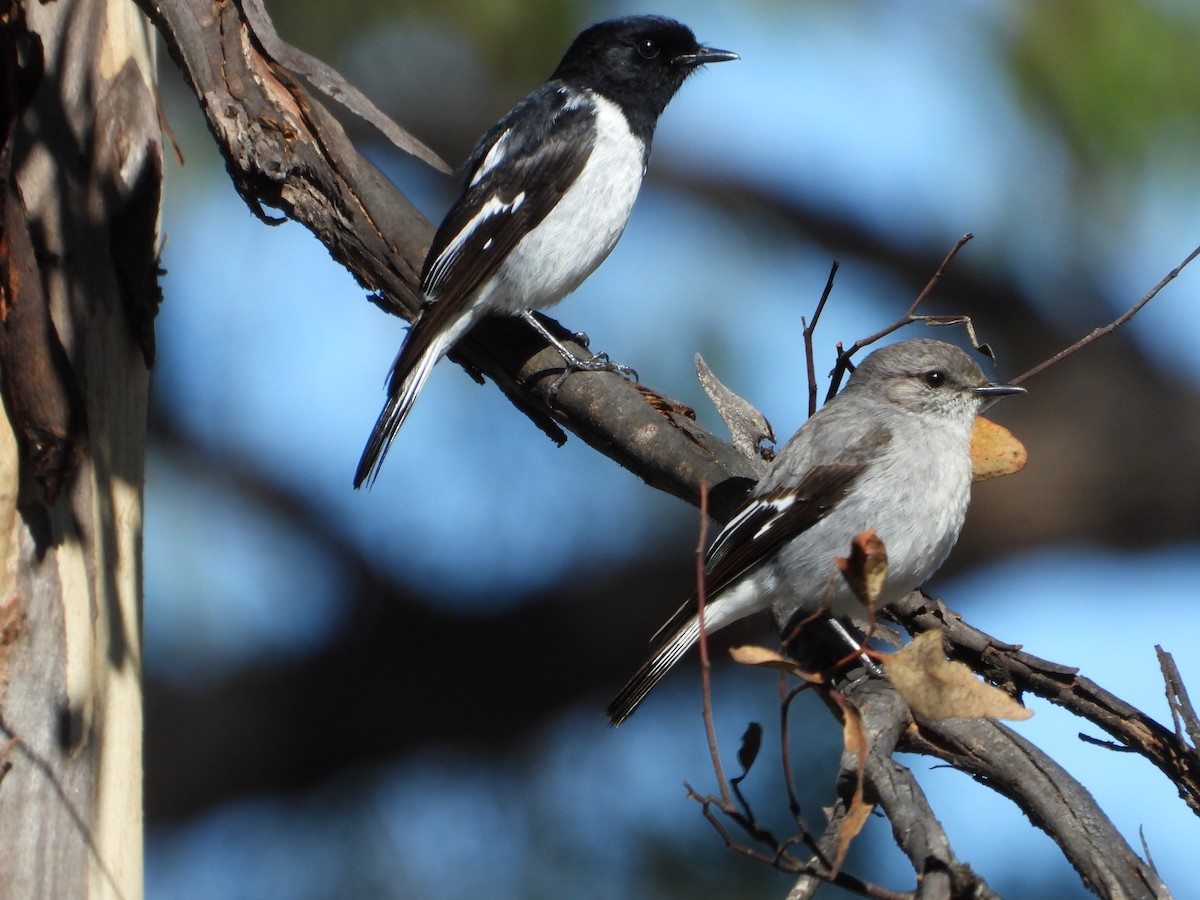 Hooded Robin - ML621536623