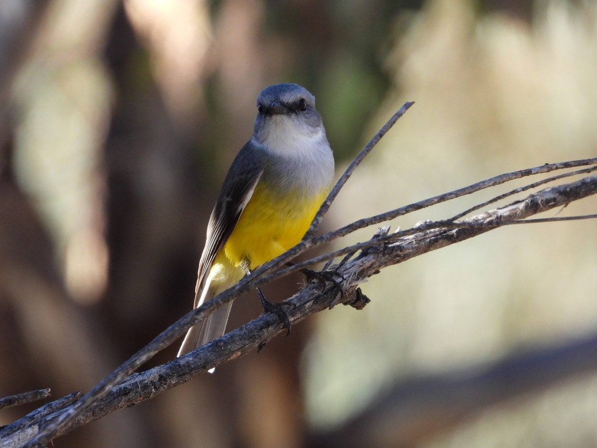 Western Yellow Robin - ML621536632