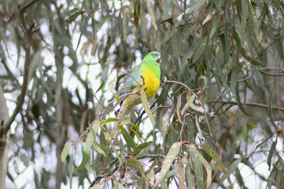 Red-rumped Parrot - Mike Hooper