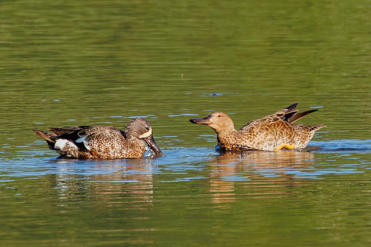 Blue-winged Teal - ML621536672