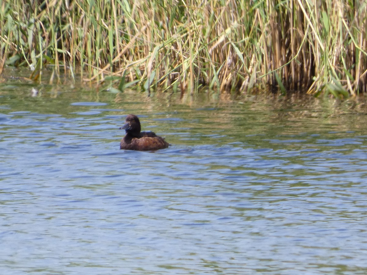 Tufted Duck - ML621536773