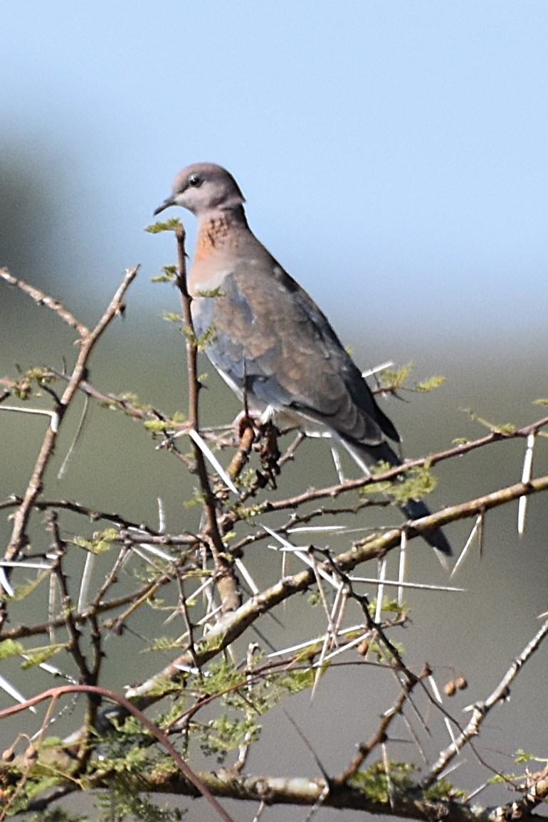 Laughing Dove - ML621536776