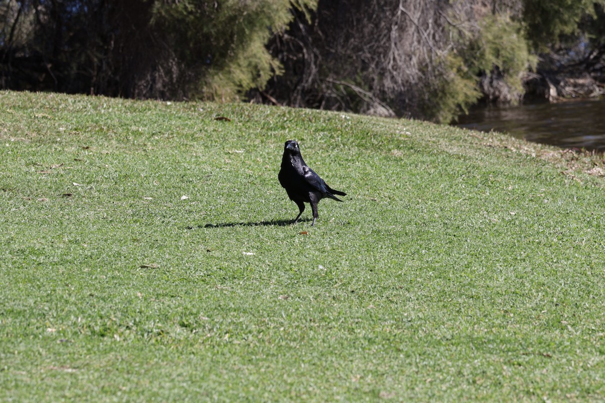 Australian Raven - ML621536800