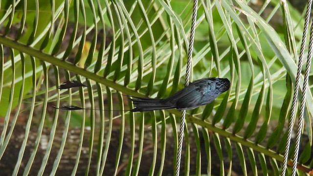 Greater Racket-tailed Drongo - ML621536812