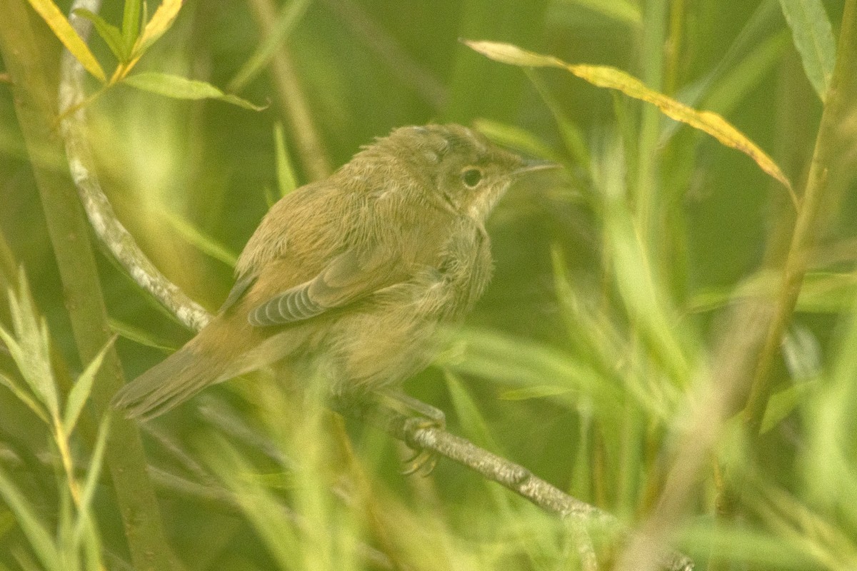 Common Reed Warbler - ML621536820