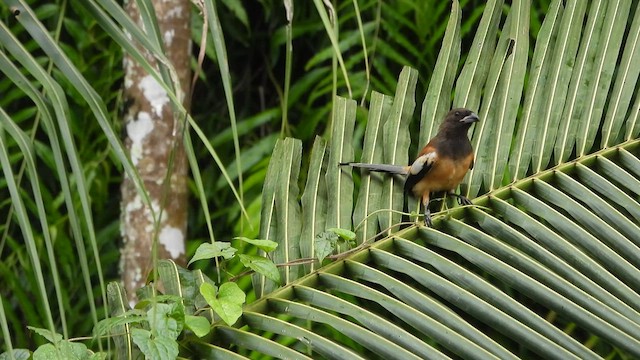 Rufous Treepie - ML621536825