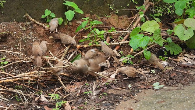 Jungle Babbler - ML621536826