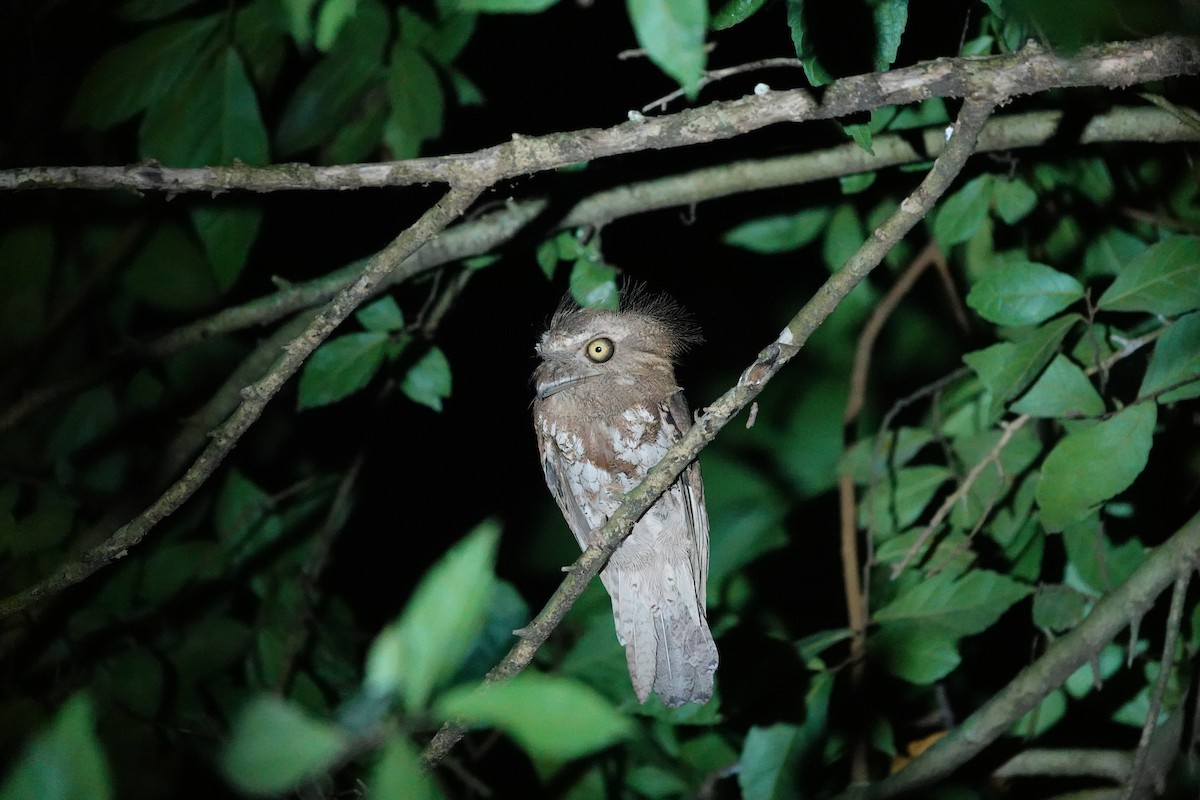 Palawan Frogmouth - ML621536832