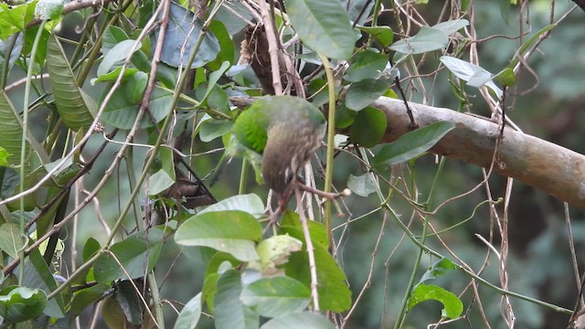 White-cheeked Barbet - ML621536912