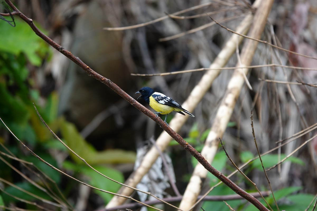 Palawan Tit - ML621536993