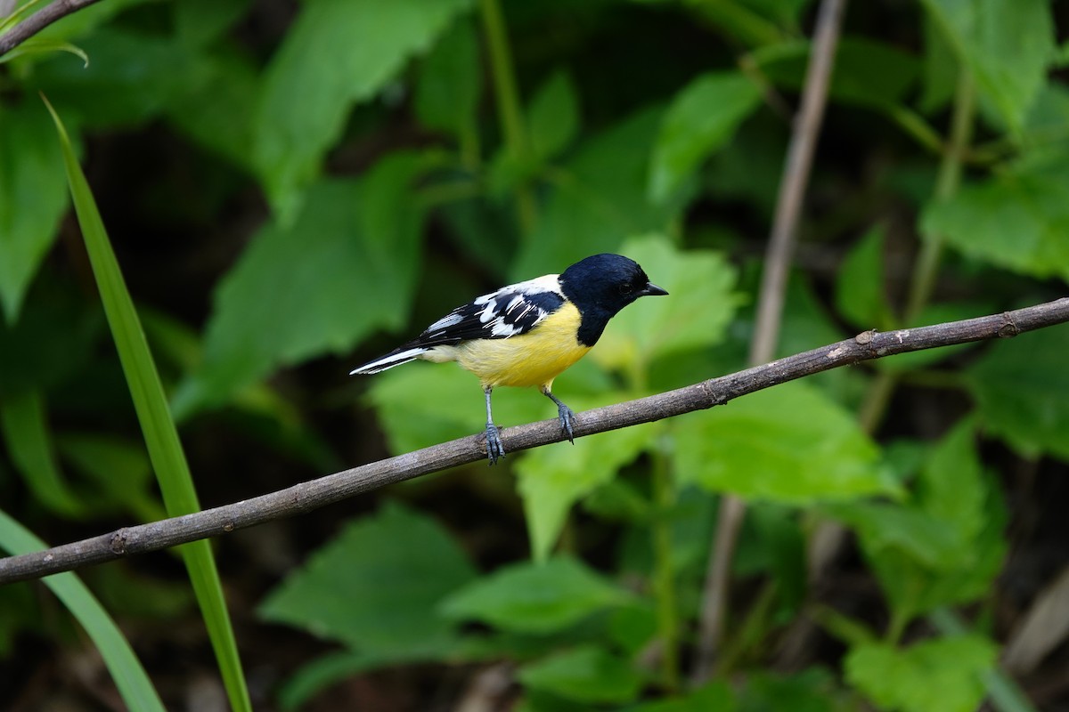 Palawan Tit - ML621536994