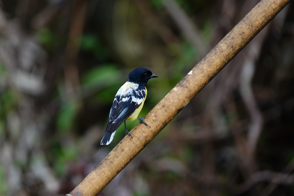 Palawan Tit - ML621536995