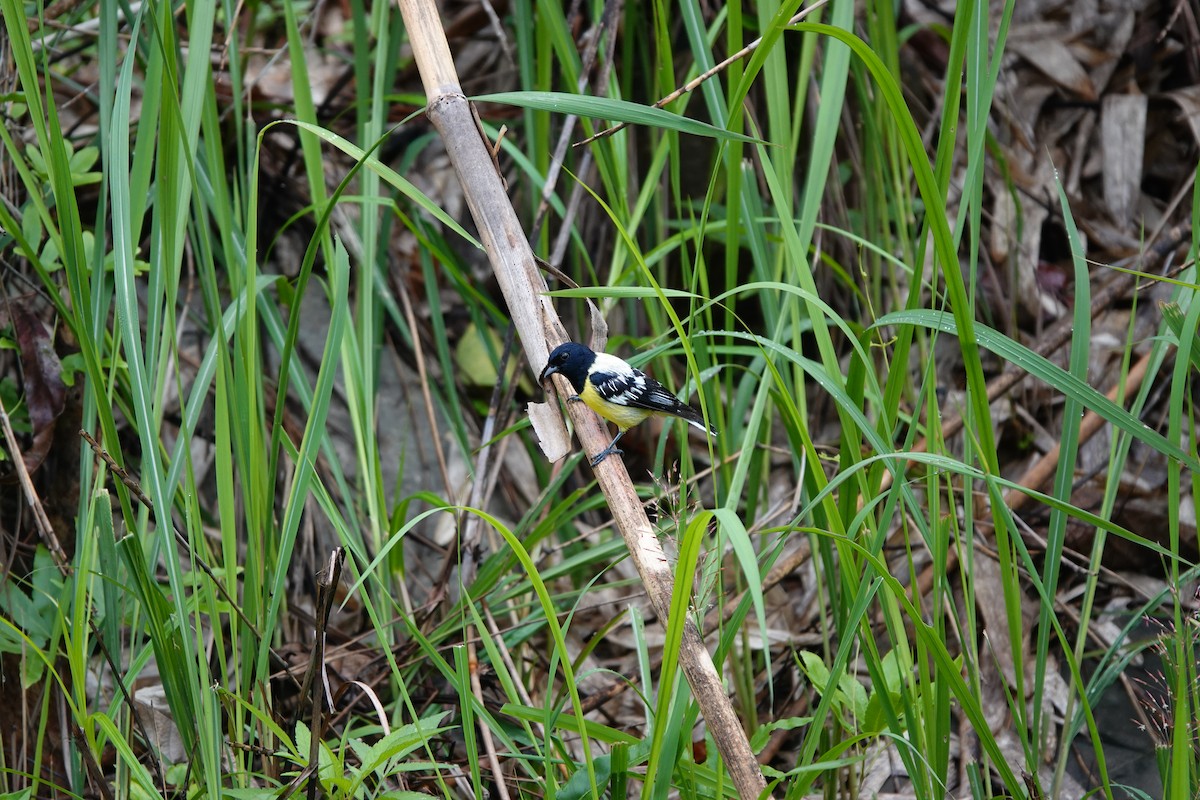 Palawan Tit - ML621536996