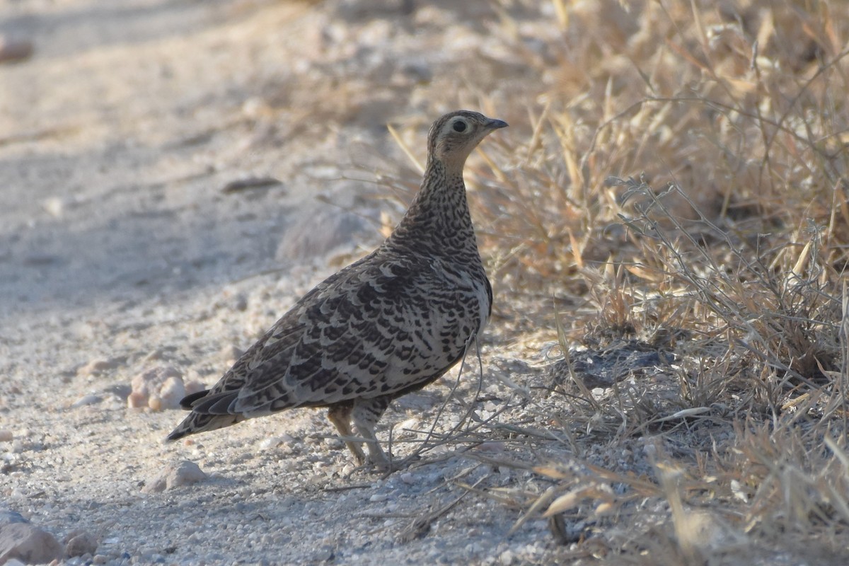 Yellow-necked Spurfowl - ML621537019