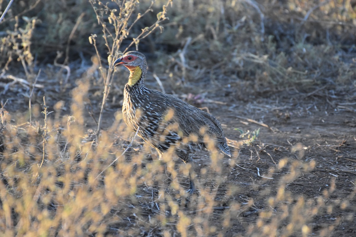 Yellow-necked Spurfowl - ML621537020