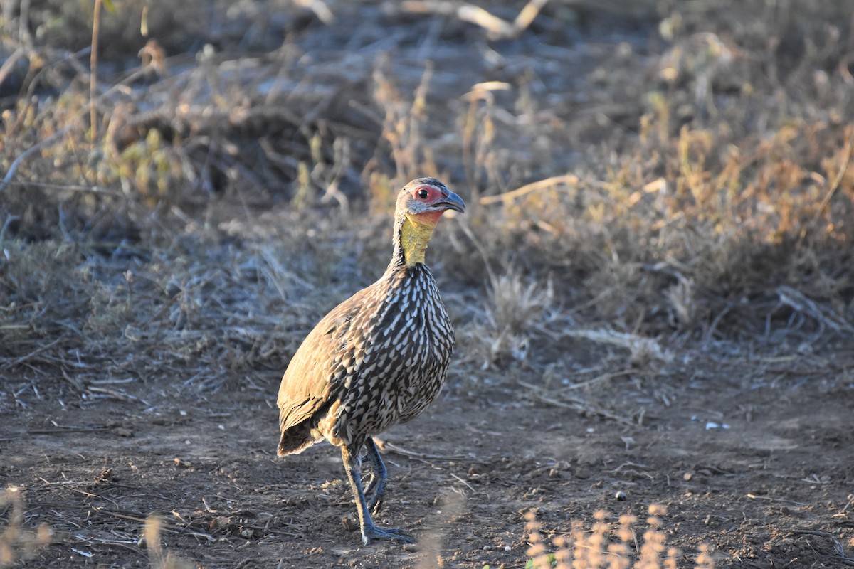 Yellow-necked Spurfowl - ML621537021