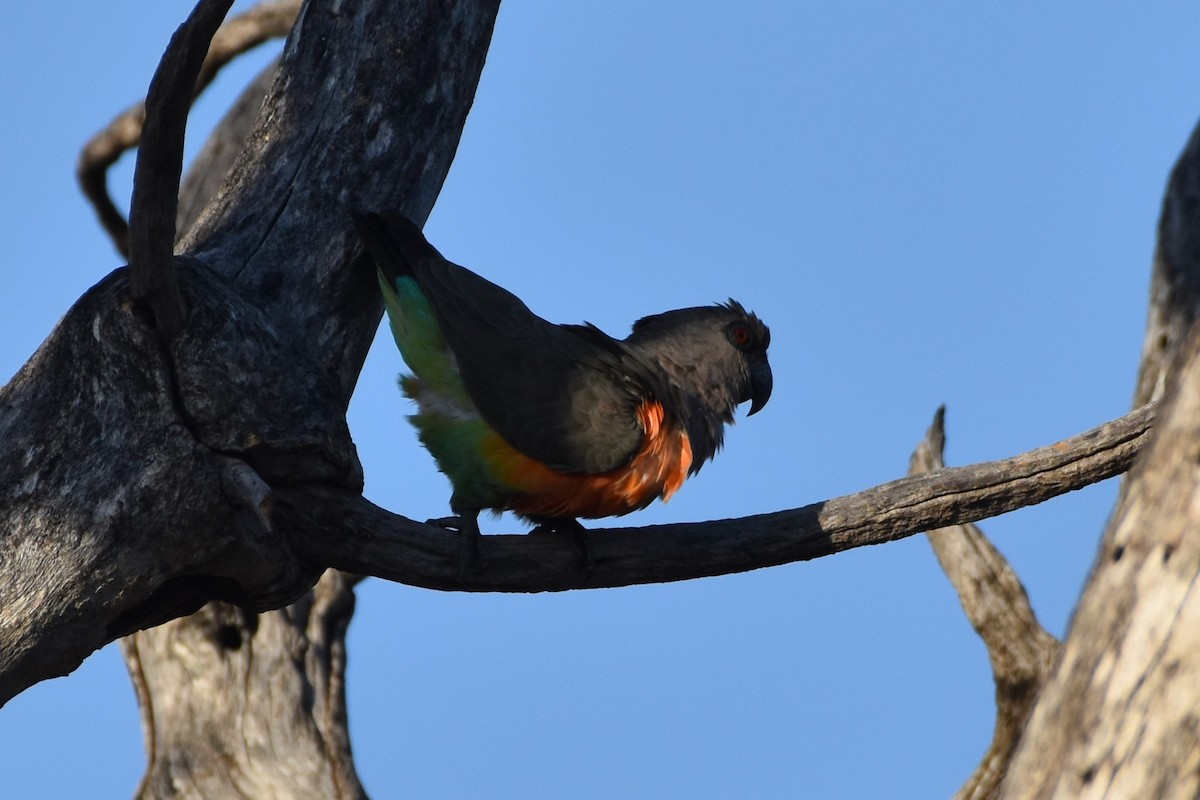 Red-bellied Parrot - ML621537070