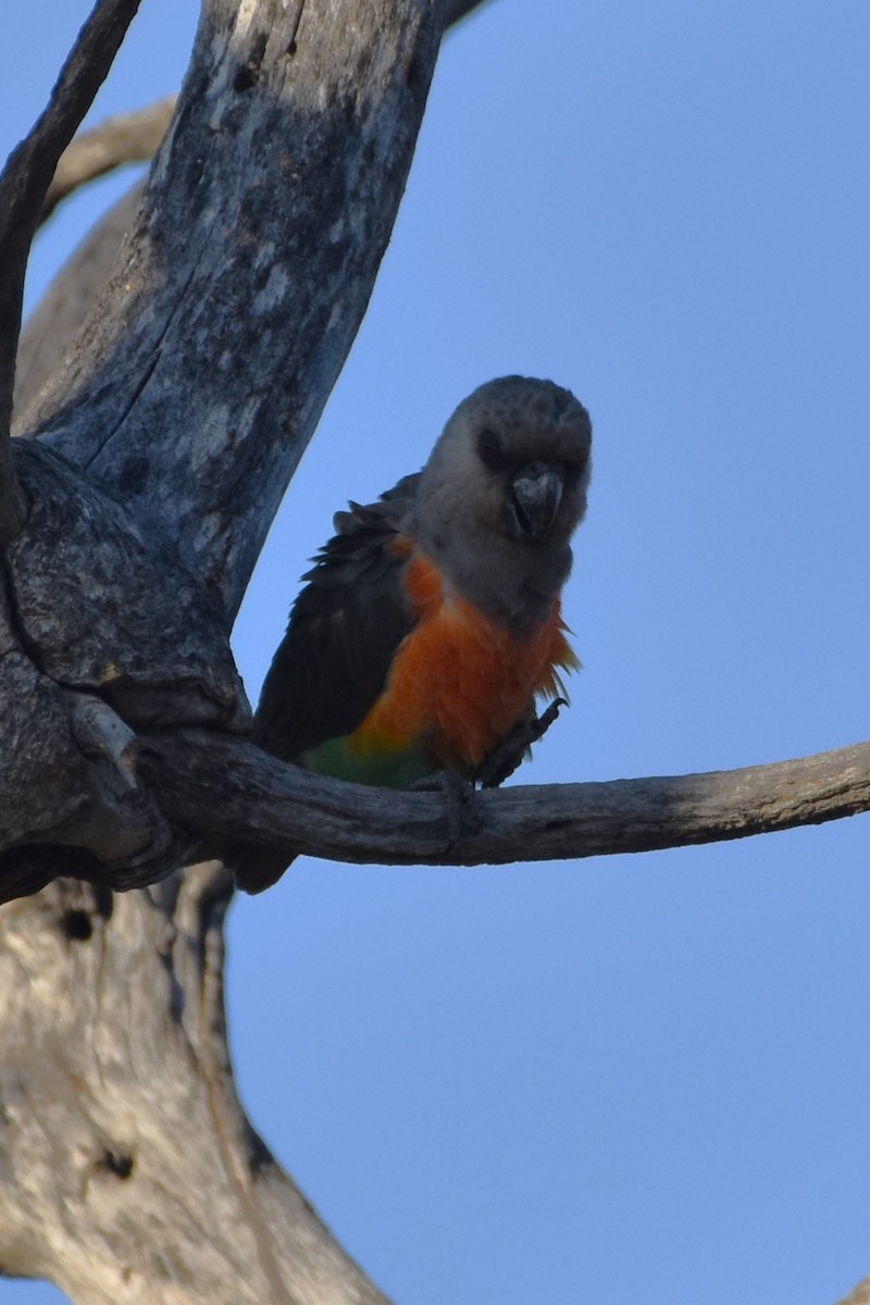 Red-bellied Parrot - ML621537071