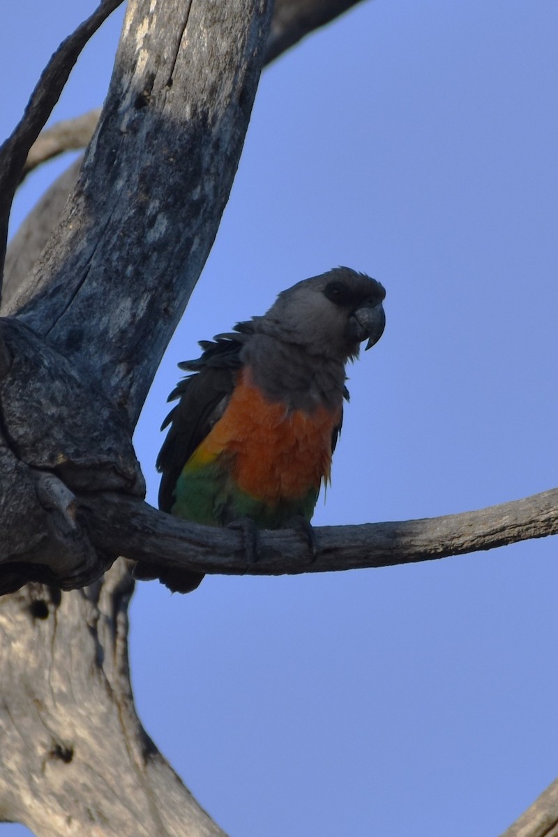 Red-bellied Parrot - ML621537072