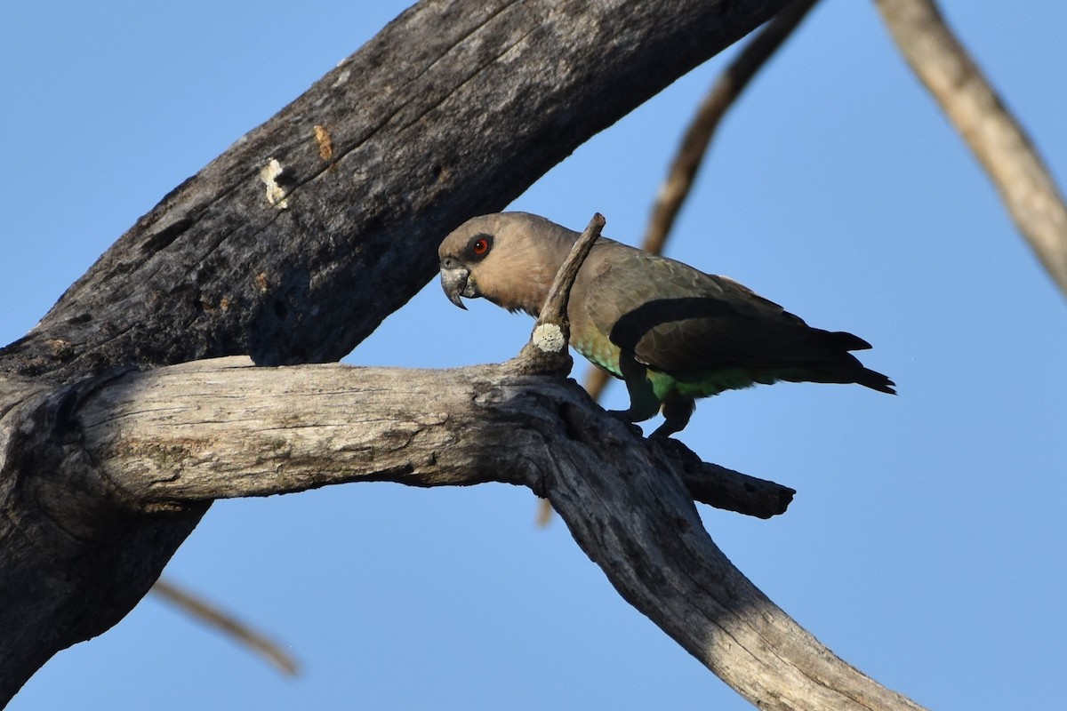 Red-bellied Parrot - ML621537073