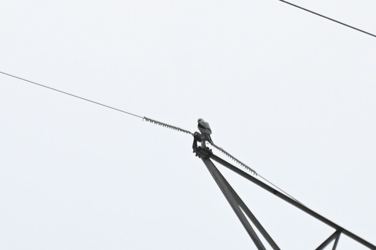 Black-shouldered Kite - ML621537083