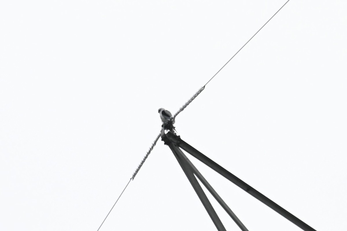 Black-shouldered Kite - ML621537084