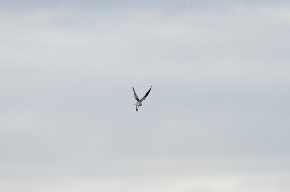 Black-shouldered Kite - ML621537085