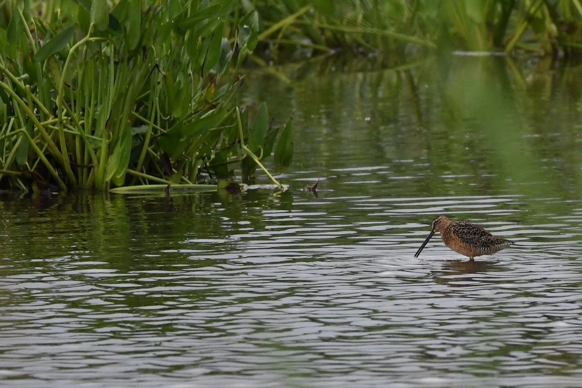 Long-billed Dowitcher - ML621537107